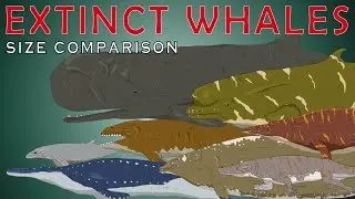 Extinct Whales Size Comparison (Livyatan melvillei, Basilosaurus, Perucetus colossus, Dorudon)