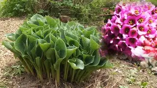 Майский обзор участка. Практически весь)/ Борьба со снытью.