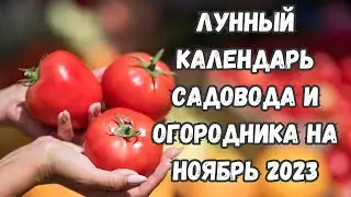 Лунный посевной календарь садовода и огородника на ноябрь 2023. Сеем по луне