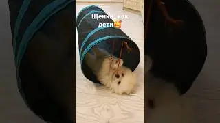 ❤️❤️❤️❤️ #шпиц #pomeranian