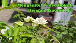 Mengambil Video Bokeh dengan Xiaomi 13T