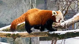 Red Panda's Winter Stroll in the Zoo