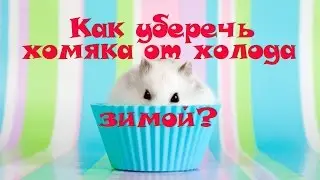 Как уберечь хомяка от холода зимой?❀ #хомяки