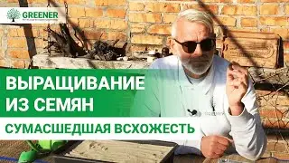 Как правильно выращивать плодовые из семян? ПРОВЕРЕННЫЕ СПОСОБЫ!