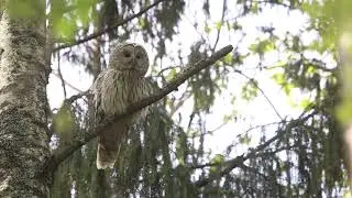 An owl can also bark like a dog