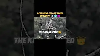 the fastest living creature in the world 