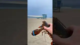 SAVING A LOBSTER FROM BEING EATEN