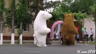 Медведи на улицах Ташкента