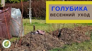 Уход за голубикой  весной - удобрение, мульчирование, обрезка