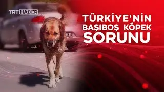 Türkiye'nin başıboş köpek sorunu