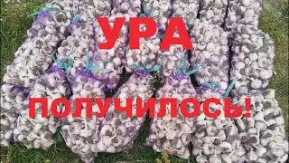 300кг чеснока с 1 сотки, ИТОГИ 2019.