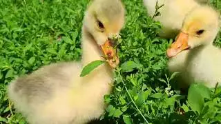 Гусята растут как на дрожжах😍.💥Они пожиратели муравьев