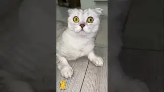 Funny Cat & Cute Kittens341😻 