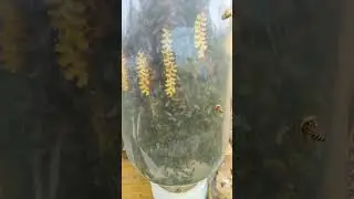 Пчёлы в бутылке 