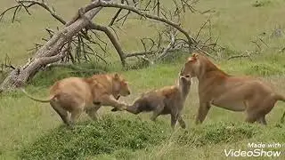 wild dogs vs lion