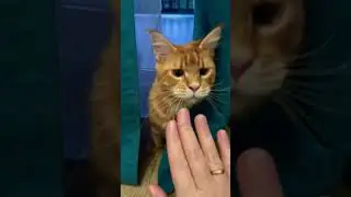 Мартин не в духе #мейнкун #котенок