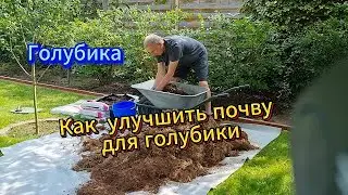 Как улучшить почву для голубики