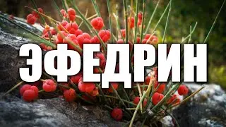 ЭФЕДРИН | ЭФЕДРА | ОРГАНИКА