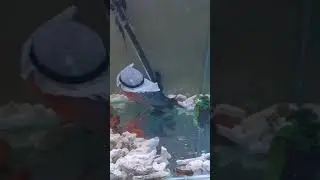 Эмиратский фловерн хорн 🤣