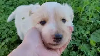 border collie puppies Kisses of Angel цуценята бордер коллі