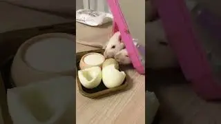 КУШАЮТ ЯЙКИ И ЧАВКАЮТ🐀❤️