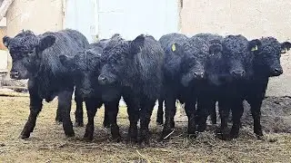 Angus Aberdin Gereford va Qirg'iziston Bishkek Paroda Buqalari, 2025