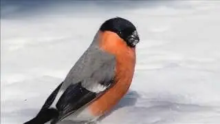 СНЕГИРИ