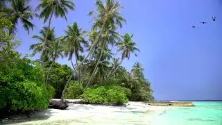 🌴 Tropical Island View with Beautiful White Sand Beach, Relaxing Ocean Waves and Waving Palm Trees.