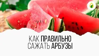 🍉🍉🍉Как правильно сажать арбузы? 🍉🍉🍉