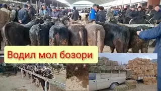 Водил мол бозори нархлари 22 Январь