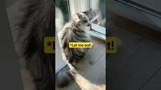 Where is she going?😅 #happy #cat #shorts #animals #funnyshorts #trynottolaugh