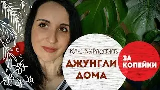 Комнатные растения. С чего начать? Семена, отростки, горшки, земля, удобрения