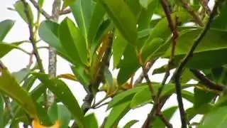 oiseau en cri d alerte