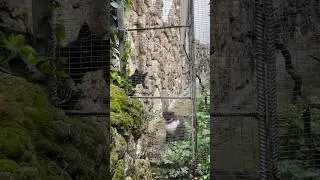 Разборки по поводу кошечки!