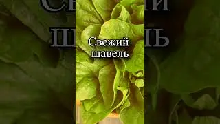 Чем полезен свежий щавель?