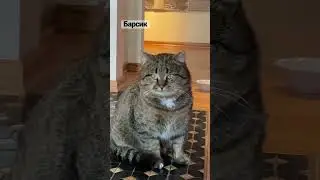 Интересные факты о кошках! #барсик #дикийкот #кот #котикивидео #cat #catlover #catvideos