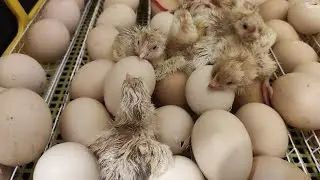 А МЫ РАБОТАЕМ ДАЛЬШЕ! ЧТО У НАС НА ЭТОТ РАЗ? ЦЫПЛЯТА ИЗ ЗЕЛЁНЫХ И ГОЛУБЫХ ЯИЦ, КАКИЕ ОНИ?
