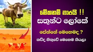 සතුන්ට ලෝකේ පේන්නේ මෙහෙමද ? Is this how animals see the world ? - episode 01