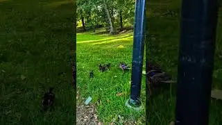 Шустрые утята вышли с мамой погулять🦆😀The ducklings went out with their mother 