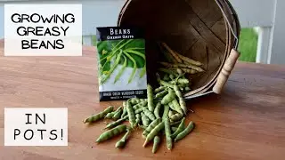 Growing Greasy Beans in POTS  -- with seeds from Baker Creek 🌺