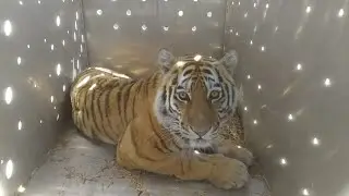Тигрица по кличке Амба вернулась в дикую природу