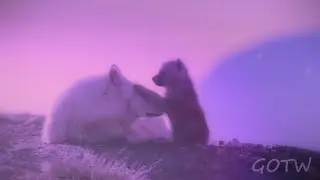 Wild Animal MEP ~ Seasons 🎵🎶 - Part 7