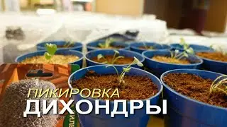 Рассаде ДИХОНДРЫ 1 месяц! Пора ПИКИРОВАТЬ!