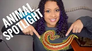 Blood Python - Animal Spotlight