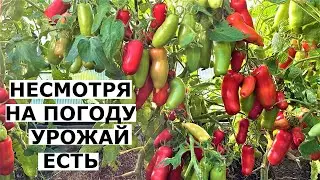 Обзор огорода. Июль. Дожди Холодно Подмосковье