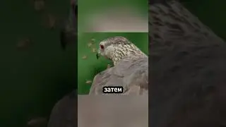 Балобород: Ужас для пчел! 🐝🦅🍯😱 #факты