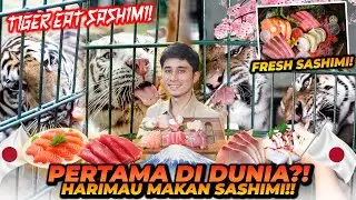 PERTAMA DI DUNIA HARIMAU MAKAN SASHIMI MEWAH ! TERNYATA INI REAKSI MEREKA ! TIGER EAT SASHIMI !