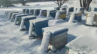 Пасека . Мороз и солнце День чудесный