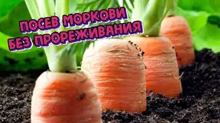 Супер способ посева моркови, без дальнейшего прореживания