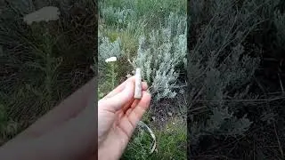 Эхо войны на Азовском берегу